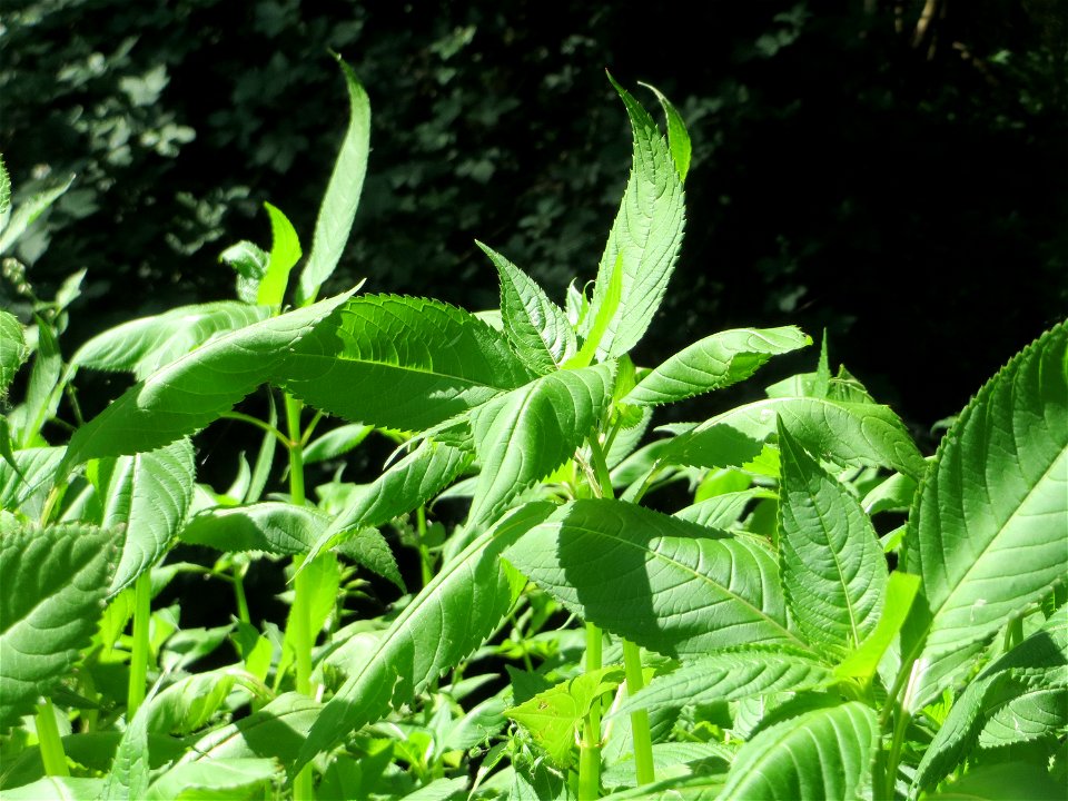 Drüsiges oder Indisches Springkraut (Impatiens glandulifera) im Naturschutzgebiet „Marlach“ im Landschaftsschutzgebiet „Hockenheimer Rheinbogen“