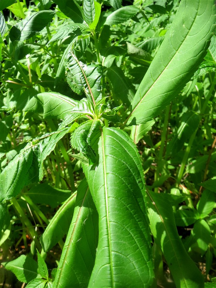 Drüsiges oder Indisches Springkraut (Impatiens glandulifera) im Naturschutzgebiet „Marlach“ im Landschaftsschutzgebiet „Hockenheimer Rheinbogen“