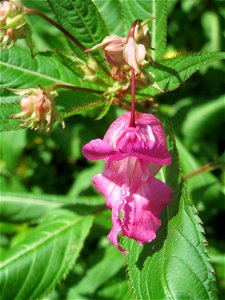 Drüsiges Springkraut (Impatiens glandulifera) im Naturschutzgebiet „St. Arnualer Wiesen“ photo