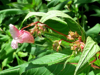 Drüsiges Springkraut (Impatiens glandulifera) im Naturschutzgebiet „St. Arnualer Wiesen“