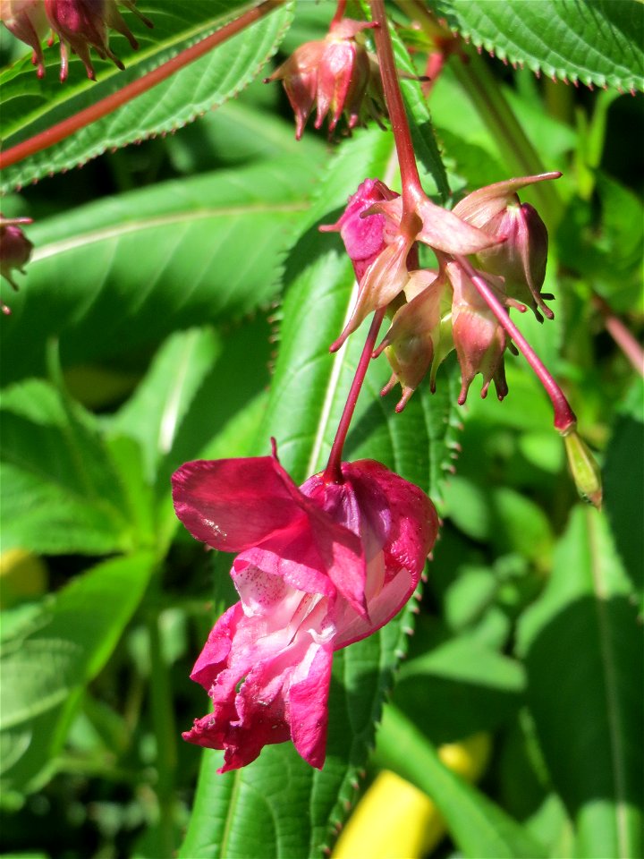 Drüsiges Springkraut (Impatiens glandulifera) im Naturschutzgebiet „St. Arnualer Wiesen“