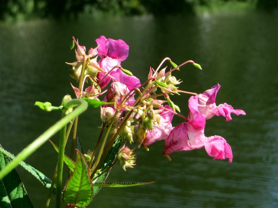 Drüsiges Springkraut (Impatiens glandulifera) an der Saar in Alt-Saarbrücken