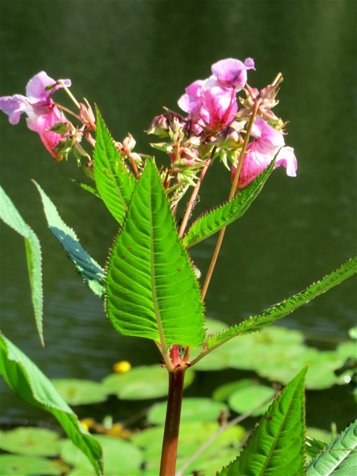 Drüsiges Springkraut (Impatiens glandulifera) an der Saar in Alt-Saarbrücken