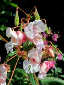 Drüsiges oder Intisches Springkraut (Impatiens glandulifera) an der Saar zwischen Güdingen und Grosbliederstroff