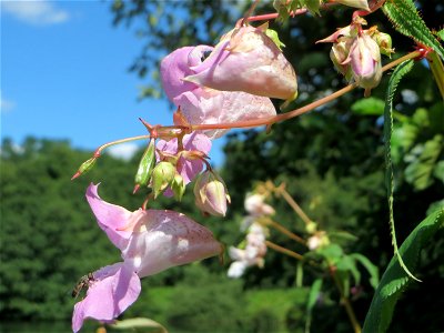 Drüsiges oder Intisches Springkraut (Impatiens glandulifera) an der Saar zwischen Güdingen und Grosbliederstroff