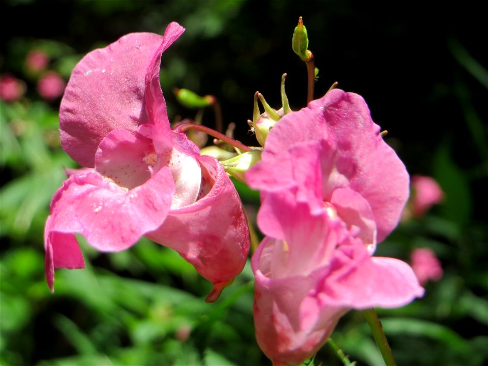 Drüsiges oder Indisches Springkraut (Impatiens glandulifera) bei Nußloch