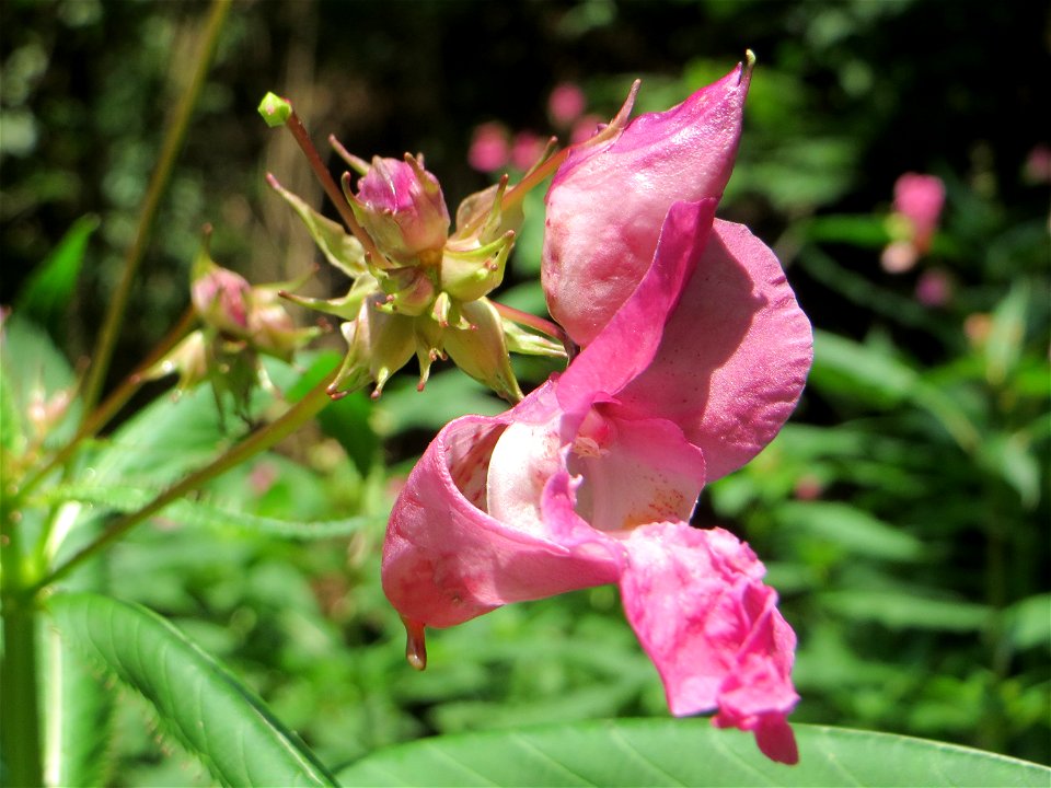 Drüsiges oder Indisches Springkraut (Impatiens glandulifera) bei Nußloch