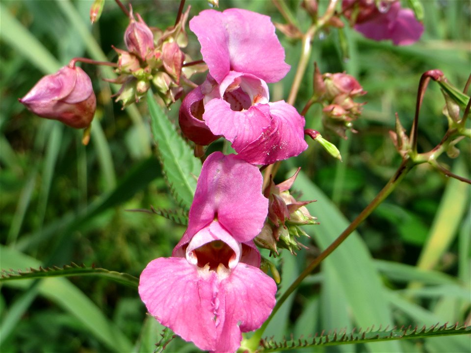 Drüsiges oder Indisches Springkraut (Impatiens glandulifera) am Reilinger See