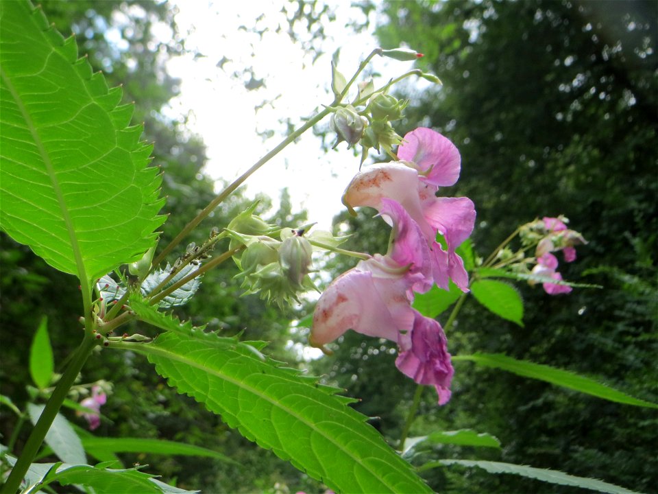 Drüsiges oder Indisches Springkraut (Impatiens glandulifera) in der Schwetzinger Hardt - dieses aus Südasien eingeschleppte Kraut kommt in der Schwetzinger Hardt nur zerstreut vor