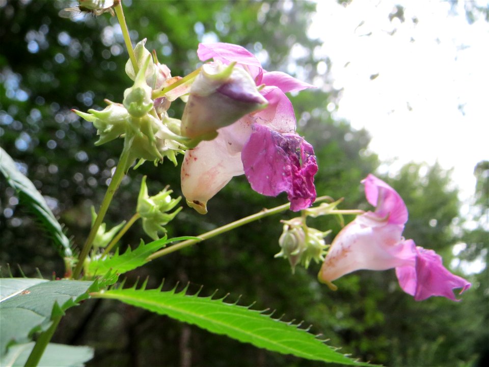 Drüsiges oder Indisches Springkraut (Impatiens glandulifera) in der Schwetzinger Hardt - dieses aus Südasien eingeschleppte Kraut kommt in der Schwetzinger Hardt nur zerstreut vor