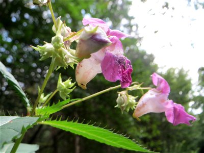 Drüsiges oder Indisches Springkraut (Impatiens glandulifera) in der Schwetzinger Hardt - dieses aus Südasien eingeschleppte Kraut kommt in der Schwetzinger Hardt nur zerstreut vor
