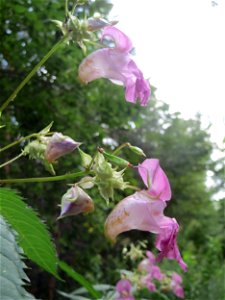Drüsiges oder Indisches Springkraut (Impatiens glandulifera) in der Schwetzinger Hardt - dieses aus Südasien eingeschleppte Kraut kommt in der Schwetzinger Hardt nur zerstreut vor