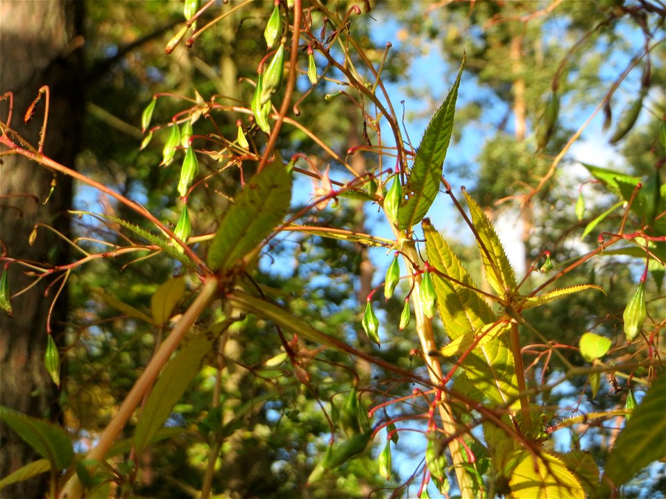 Drüsiges oder Indisches Springkraut (Impatiens glandulifera) im Landschaftsschutzgebiet „Drahtzugweiher und das Habsterwiesental“ in Alt-Saarbrücken - eingeschleppt aus Süd-Asien