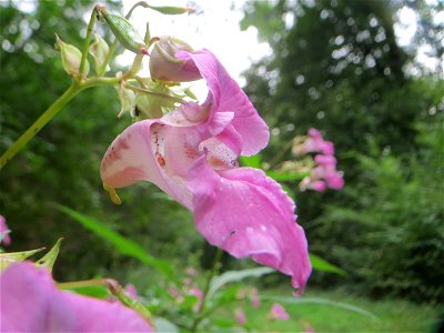 Drüsiges oder Indisches Springkraut (Impatiens glandulifera) in der Schwetzinger Hardt - dieses aus Südasien eingeschleppte Kraut kommt in der Schwetzinger Hardt nur zerstreut vor