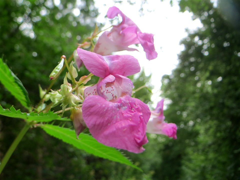Drüsiges oder Indisches Springkraut (Impatiens glandulifera) in der Schwetzinger Hardt - dieses aus Südasien eingeschleppte Kraut kommt in der Schwetzinger Hardt nur zerstreut vor