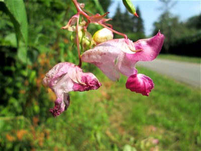 Drüsiges Springkraut (Impatiens glandulifera) im Almet in Sankt Arnual