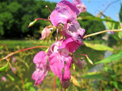 Drüsiges oder Indisches Springkraut (Impatiens glandulifera) an der Saar in Saarbrücken photo