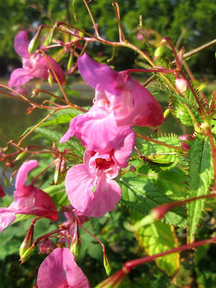 Drüsiges oder Indisches Springkraut (Impatiens glandulifera) an der Saar in Saarbrücken - eingeschleppt aus Asien