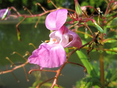 Drüsiges oder Indisches Springkraut (Impatiens glandulifera) an der Saar in Saarbrücken - eingeschleppt aus Asien