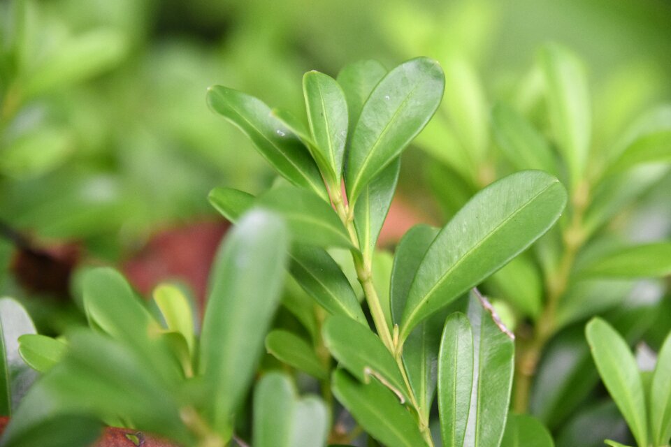 Succulent plants green plants grass