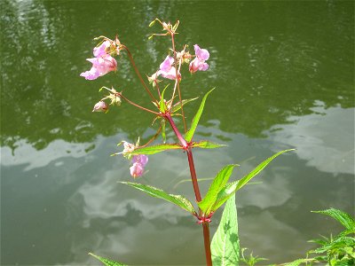 Drüsiges Springkraut (Impatiens glandulifera) an der Saar im Naturschutzgebiet "St. Arnualer Wiesen"