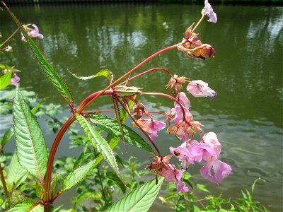 Drüsiges Springkraut (Impatiens glandulifera) an der Saar im Naturschutzgebiet "St. Arnualer Wiesen"
