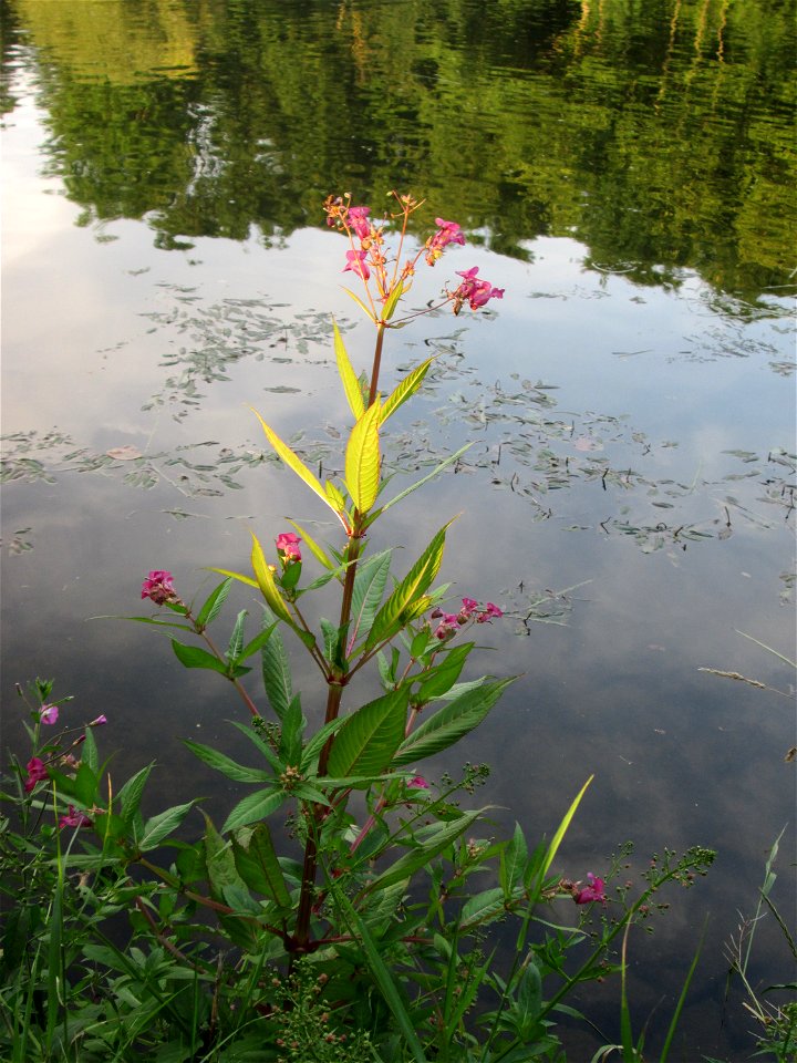 Drüsiges oder Indisches Springkraut (Impatiens glandulifera) an der Saar in Saarbrücken