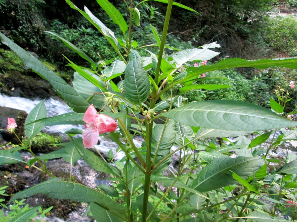 Drüsiges oder Indisches Springkraut (Impatiens glandulifera) an der Elfengrotte bei Bad Bertrich