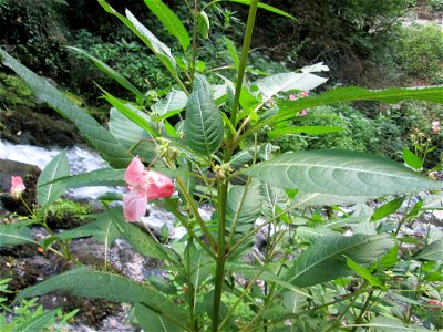 Drüsiges oder Indisches Springkraut (Impatiens glandulifera) an der Elfengrotte bei Bad Bertrich