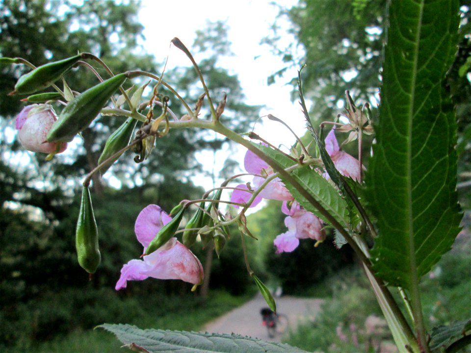 Drüsiges Springkraut (Impatiens glandulifera) am Wogbach bei Ensheim