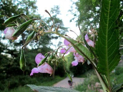 Drüsiges Springkraut (Impatiens glandulifera) am Wogbach bei Ensheim
