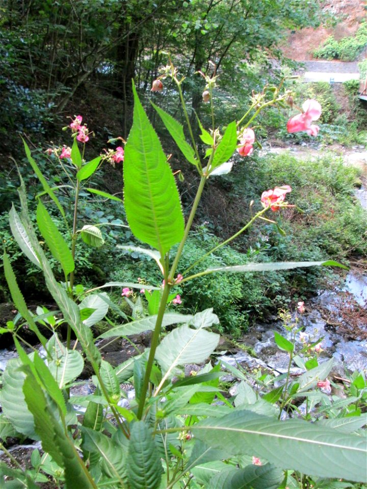 Drüsiges oder Indisches Springkraut (Impatiens glandulifera) an der Elfengrotte bei Bad Bertrich
