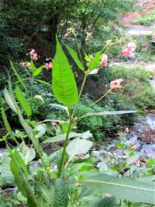 Drüsiges oder Indisches Springkraut (Impatiens glandulifera) an der Elfengrotte bei Bad Bertrich