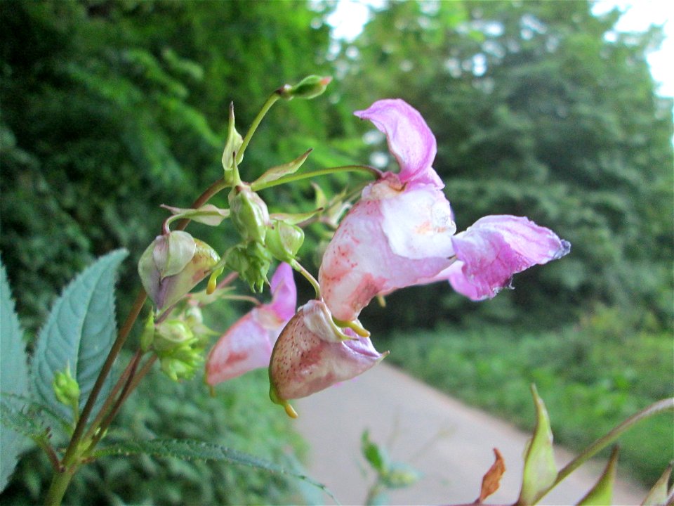 Drüsiges Springkraut (Impatiens glandulifera) am Wogbach bei Ensheim