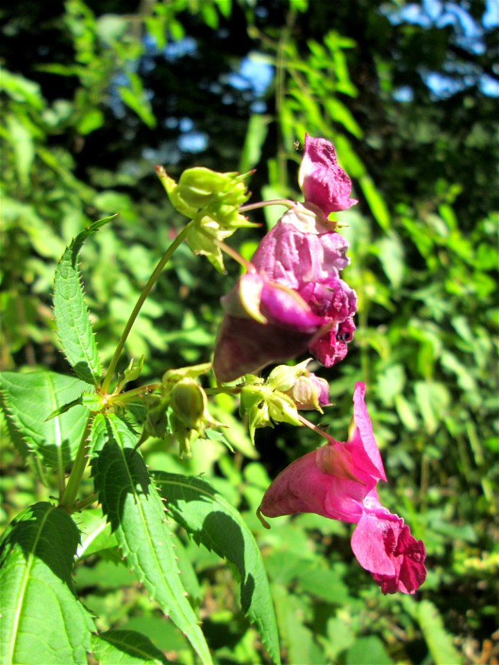 Indisches oder Drüsiges Springkraut (Impatiens glandulifera) am Halberg bei Brebach