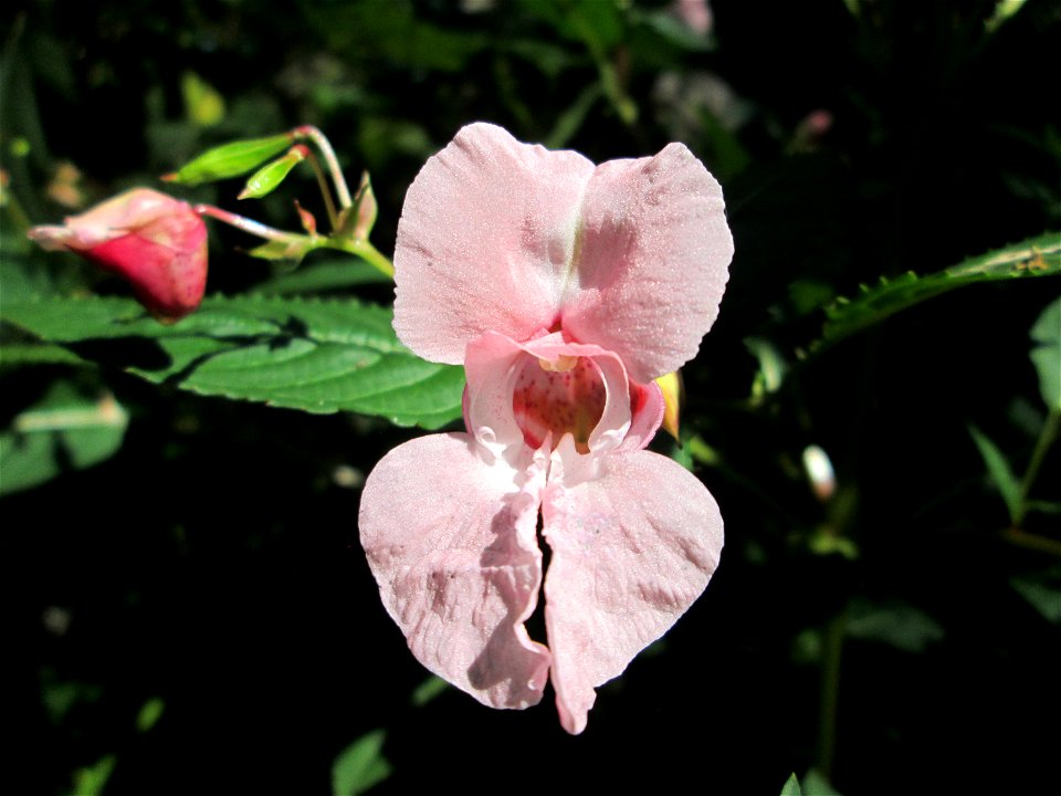 Indisches oder Drüsiges Springkraut (Impatiens glandulifera) am Halberg bei Brebach
