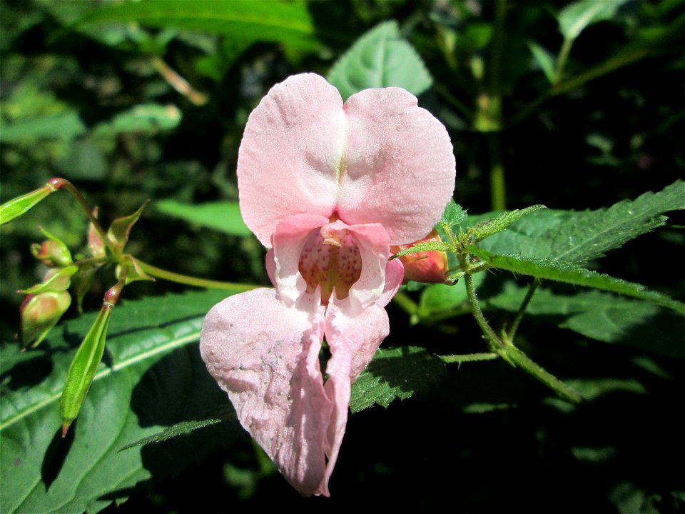 Indisches oder Drüsiges Springkraut (Impatiens glandulifera) am Halberg bei Brebach