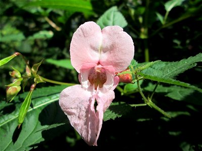 Indisches oder Drüsiges Springkraut (Impatiens glandulifera) am Halberg bei Brebach