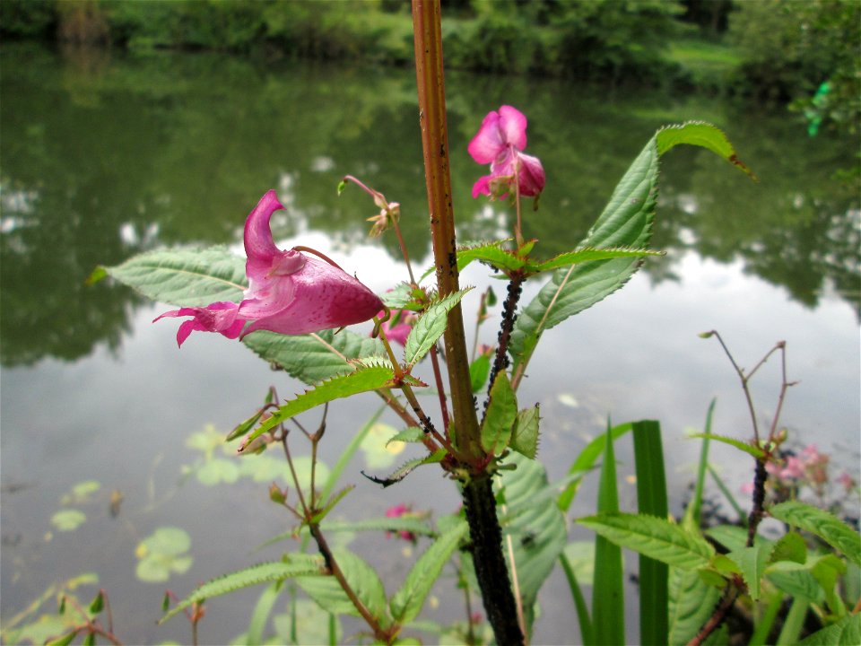 Drüsiges oder Indisches Springkraut (Impatiens glandulifera) an der Saaraue Güdingen