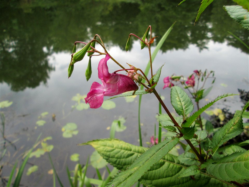 Drüsiges oder Indisches Springkraut (Impatiens glandulifera) an der Saaraue Güdingen