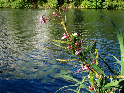 Himalaya- oder Drüsiges Springkraut (Impatiens glandulifera) invasiv an der Saar in Sankt Arnual photo