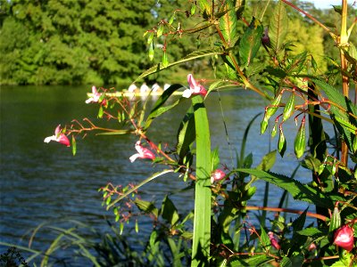 Himalaya- oder Drüsiges Springkraut (Impatiens glandulifera) invasiv an der Saar in Sankt Arnual