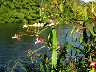 Himalaya- oder Drüsiges Springkraut (Impatiens glandulifera) invasiv an der Saar in Sankt Arnual photo