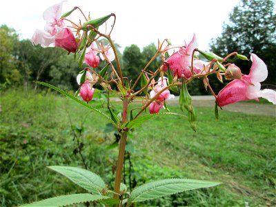Drüsiges oder Indisches Springkraut (Impatiens glandulifera) invasiv an der Saar bei Grosbliederstroff
