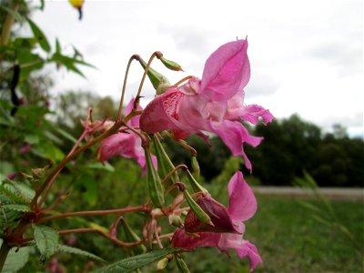 Drüsiges oder Indisches Springkraut (Impatiens glandulifera) invasiv an der Saar bei Grosbliederstroff photo