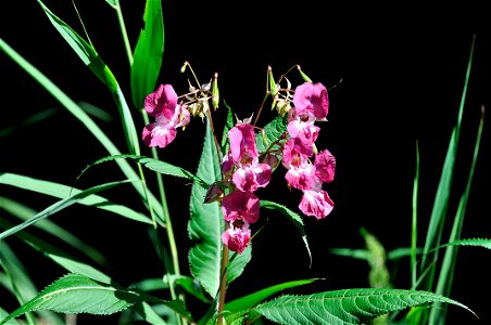 Plante du Territoire de Belfort, Balsamine de l’Himalaya. photo