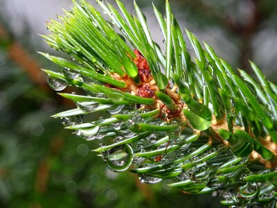 Dew morning rain