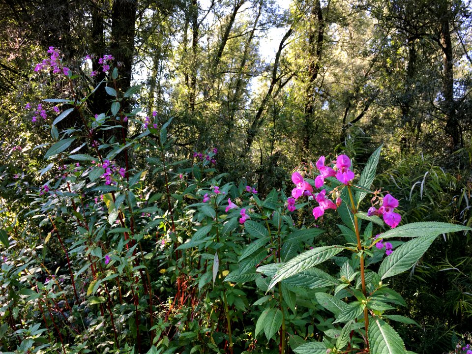 Derivaatgemeenschap van reuzenbalsemien, DG Impatiens glandulifera-[Salicion albae], in de uiterwaarden van Haalderen (Gelderse Poort)