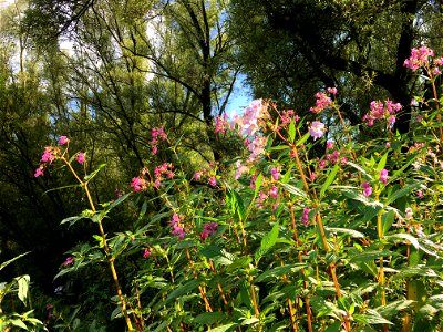 Derivaatgemeenschap van reuzenbalsemien, DG Impatiens glandulifera-[Salicion albae], in de uiterwaarden van Haalderen (Gelderse Poort) photo