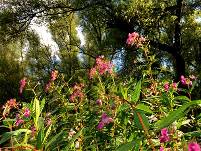 Een derivaatgemeenschap van reuzenbalsemien, DG Impatiens glandulifera-[Salicion albae], in de uiterwaarden van Haalderen (Gelderse Poort) photo